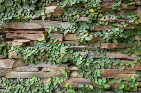 Wall with green moss background Foto stock
