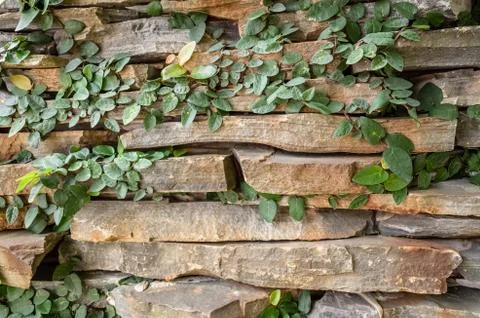 Wall with green moss background Stock Photos