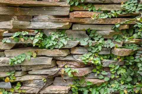Wall with green moss background Stock Photos