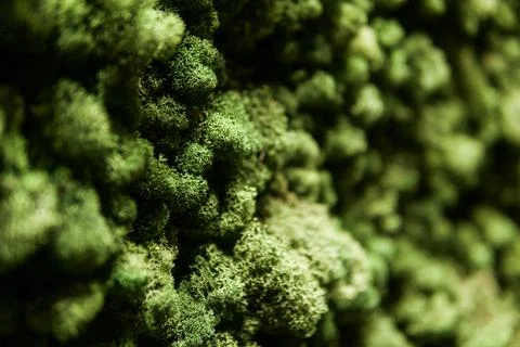 Wall with green natural moss pattern Stock Photos