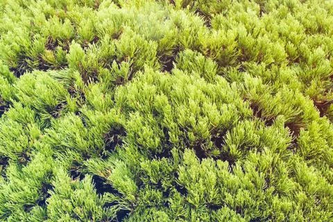 Wall of green needles branches Stock Photos