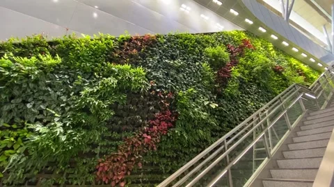 Wall of greenery at Exit Escalator of Gardens by the Bay MRT Stock Footage 289644556