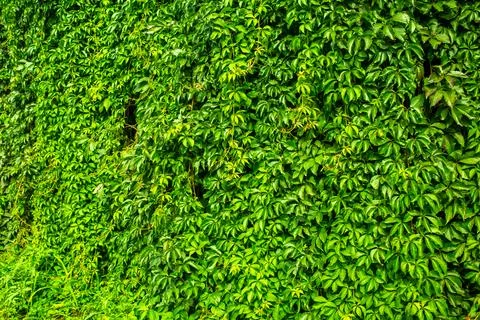 Wall with greenery. natural background texture Stock Photos