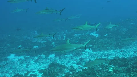 Wall of Grey Reef Sharks Stock Footage 148338766