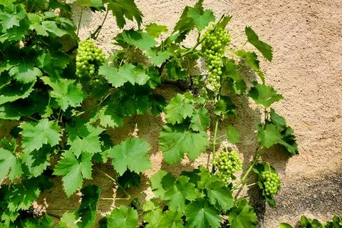 Wall Grown Grape Vine. Stock Photos