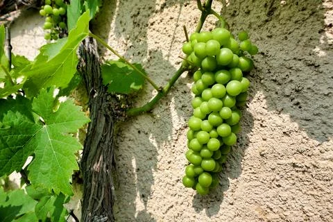 Wall Grown Grape Vine. Stock Photos