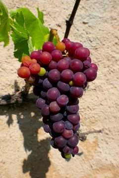 Wall Grown Grape Vine. Stock Photos