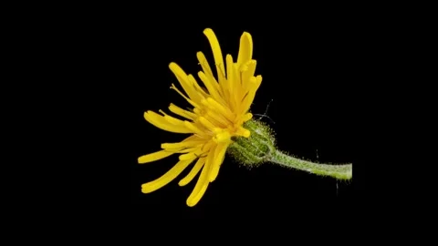 Wall hawkweed yellow flower opening time lapse Stock-Footage 340911107