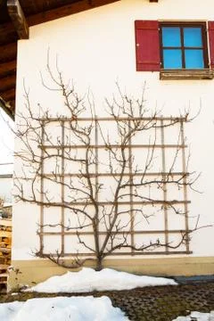 The wall of the house with windows braided with tree, vertical 스톡 사진