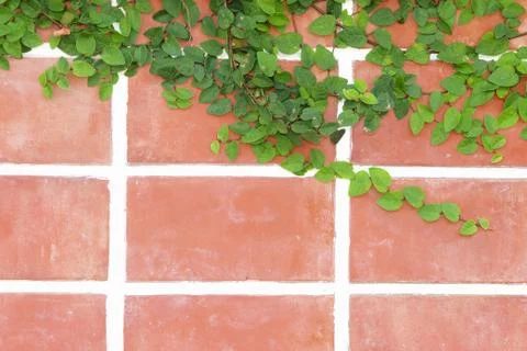 Wall with ivy, background Stock Photos