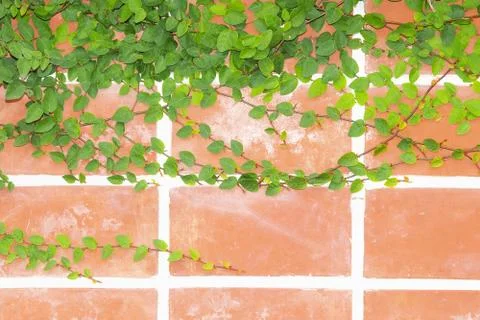 Wall with ivy, background Stock Photos