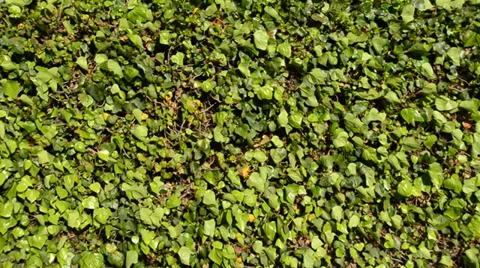 Wall of ivy Stock Footage 31483056