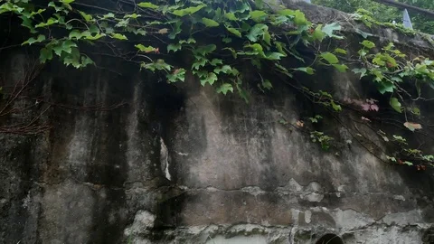 Wall of ivy: Stockbeeldmateriaal 80191204