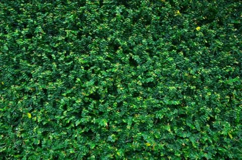 Wall of ivy Stock Photos