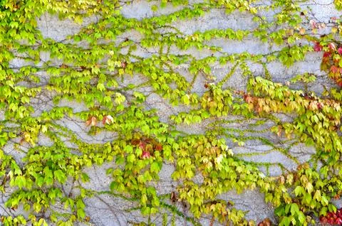 Wall Of Ivy Stock Photos