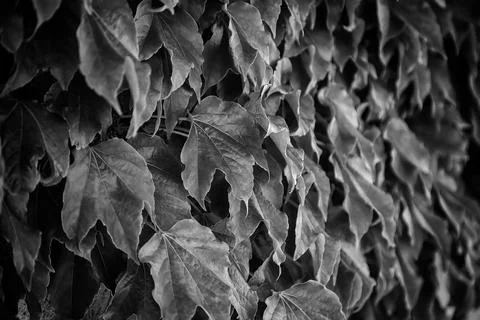 Wall with ivy Stock Photos