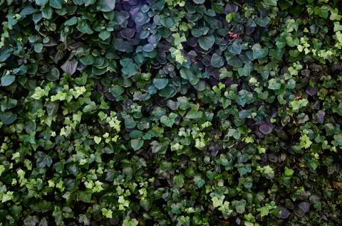 Wall of ivy to write texts close-up horizontal background Stock Photos
