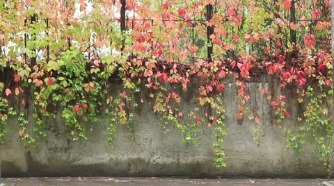 Wall of leaves Stock Footage 31744876