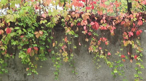 Wall from leaves Stock Footage 31744893