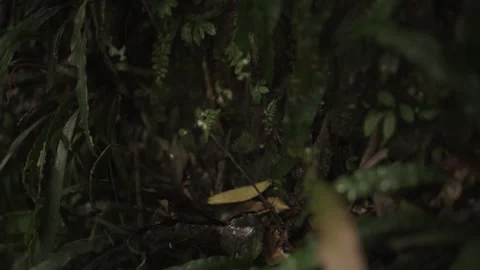 Wall of Leaves in a Mountain Forest Stock Footage 145886853