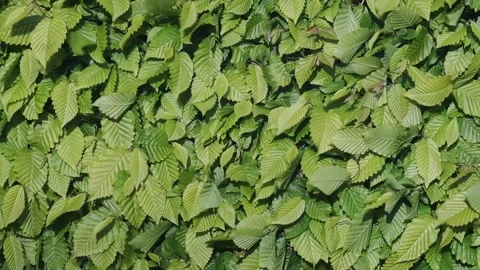 Wall of leaves, natural background Stock Footage 154554883