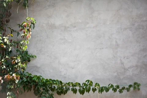 Wall with leaves Fotos Stock