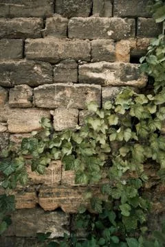 Wall with leaves Stock Photos