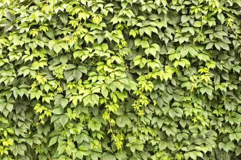 Wall of leaves Stock Photos