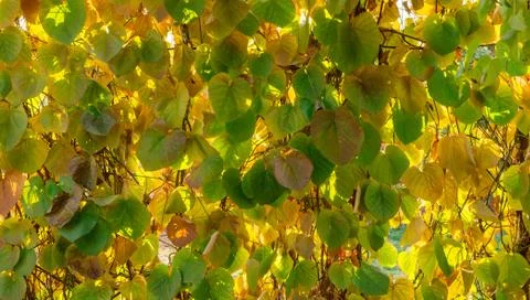 Wall of leaves Stock Photos