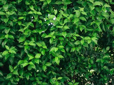 Wall of Leaves Stock Photos