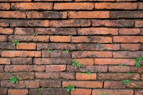 Wall of life Stock Photos