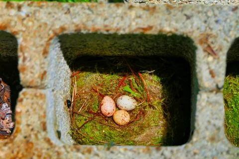 Wall Lizard Eggs Stock Photos
