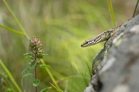 Wall lizard emerges from lichen covered rock beside pink flowering plant gr.. Stock Photos