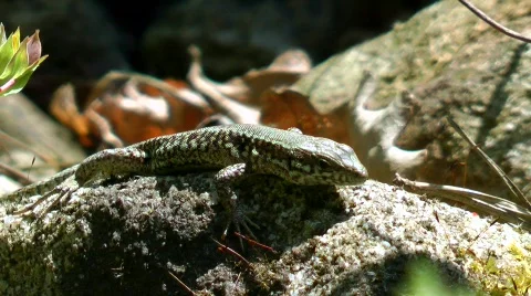Wall lizard Stock Footage 732675