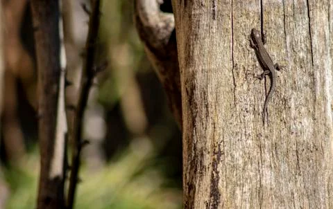 The Wall Lizard Stock Photos