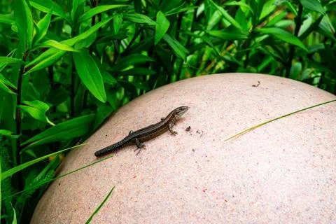 Wall Lizard Stock Photos