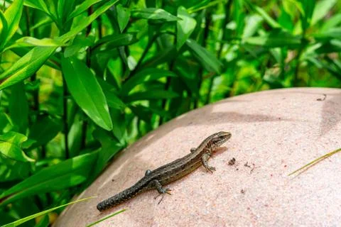 Wall Lizard Stock Photos