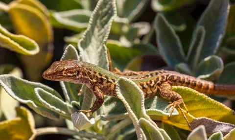 Wall lizard Podarcis muralis basks in a sage bush in Italy Stock Photos