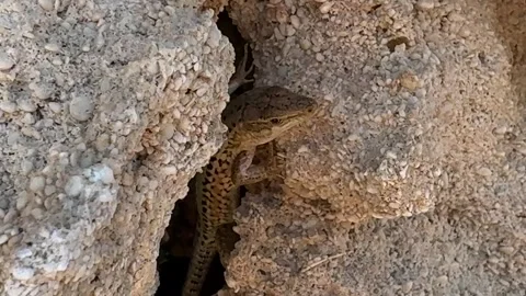 Wall lizard resting between rough limestone rocks in a natural crevice. Closeup Stock Footage 337326333