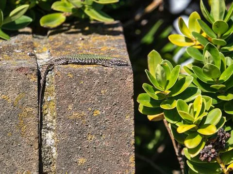 A Wall Lizard at Shoreham 写真素材