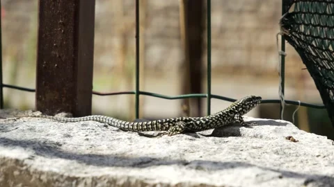 The wall lizard on the stone near fence looks motionless and quickly runs away Stock Footage 157561753