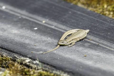 A wall lizard sunbathing Stock Photos