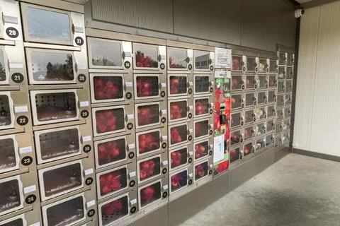 Wall with lockers Foto stock
