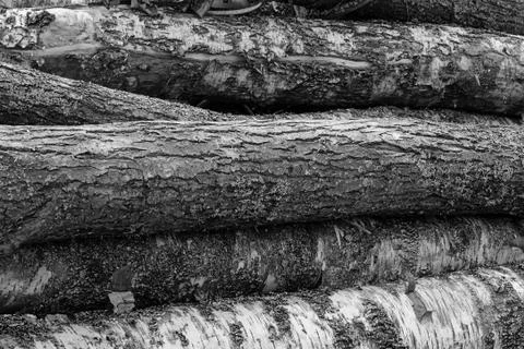 Wall  logs toned gray horizontal thick trees hard bark old surface covered Stock Photos