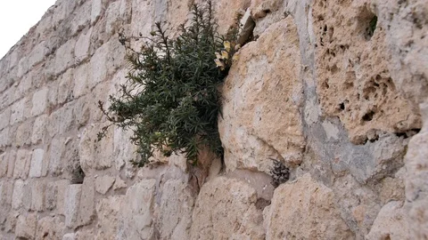 A wall made of Jerusalem stone and a bush on it. Close-up. The old city of Stock Footage 126878911