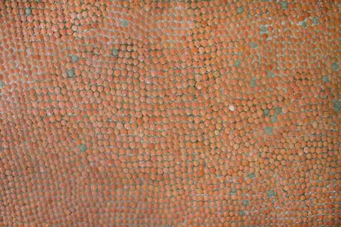 Wall made of sea shells. Stock Photos