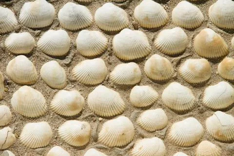 Wall made of sea shells. Stock Photos