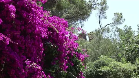 A wall of magenta flowers Stock Footage 69102942
