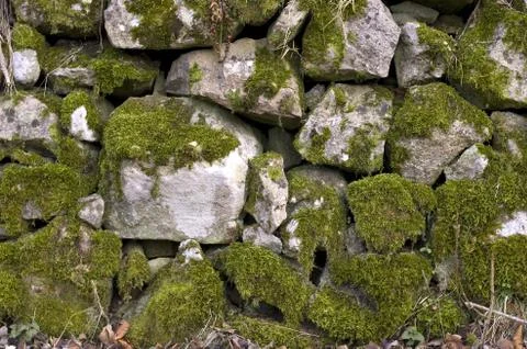 Wall with moss Foto stock