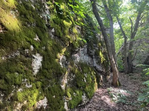 Wall of Moss Stock Photos